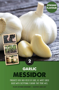 Messidor Garlic Bulbs