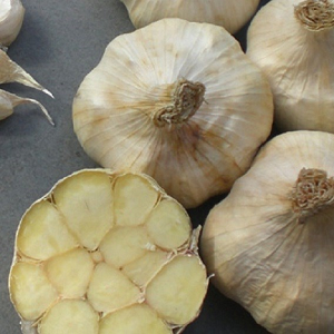 Messidor Garlic Bulbs