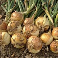 Shakespeare Onion Sets