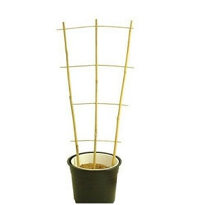 Bamboo Fan Trellis