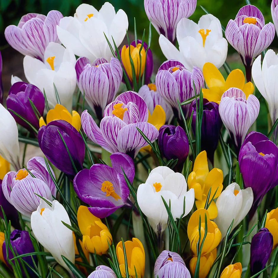 36 x Crocus Large Flower Bulbs