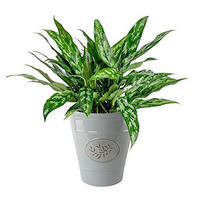 Olive Emblem Round Plant Pot