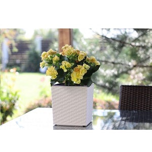 Frappe Rattan Plant Pot