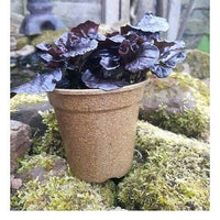 1 Litre Biodegradable Plant Pot - Pack of 2