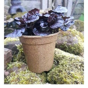 2 Litre Biodegradable Plant Pot - Pack of 2